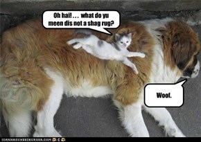 Oh hai! . . .  what do yu meen dis not a shag rug?
