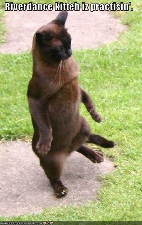 Riverdance kitteh iz practisin'.
