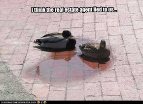 I think the real estate agent lied to us...