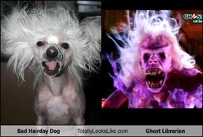 Bad Hairday Dog Totally Looks Like Ghost Librarian