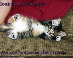look at the cuteness,  you can not resist the cutness