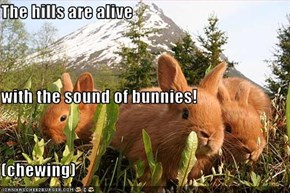 The hills are alive with the sound of bunnies! (chewing)