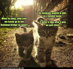 Weez tu yung...how com we hastu go to teh Rainbow Bridge so soon?