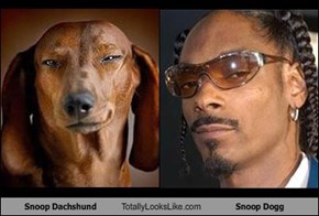 Snoop Dachshund Totally Looks Like Snoop Dogg