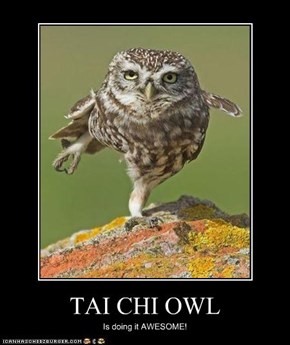 TAI CHI OWL