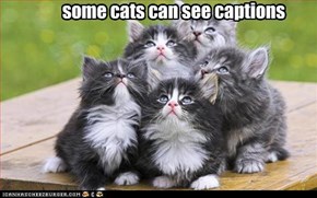 some cats can see captions