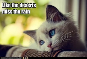 Like the deserts miss the rain