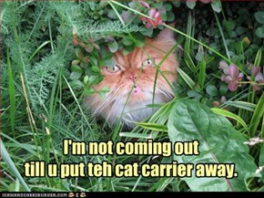 I'm not coming out  till u put teh cat carrier away.