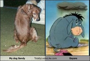 My dog Sandy Totally Looks Like Eeyore