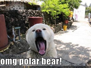 omg polar bear!