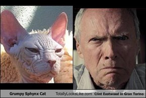 Grumpy Sphynx Cat Totally Looks Like Clint Eastwood in Gran Torino