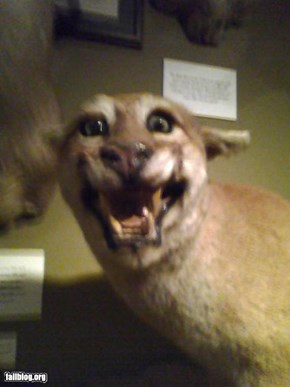 Taxidermy Win