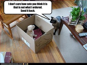 I don't care how cute you think it is that is not what I ordered. Send it back.