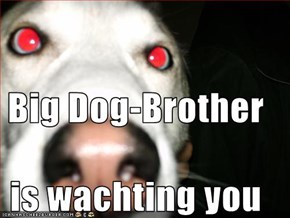 Big Dog-Brother  is wachting you