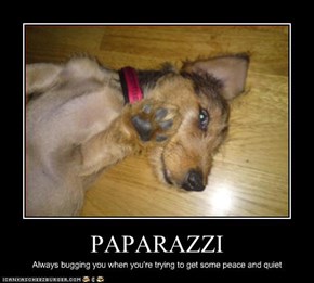 PAPARAZZI