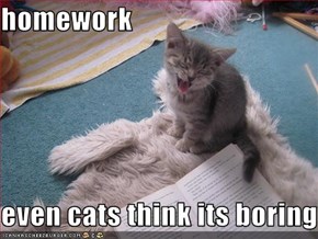 homework  even cats think its boring