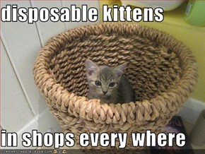 disposable kittens  in shops every where