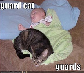 guard cat  guards