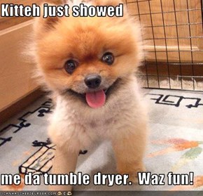 Kitteh just showed  me da tumble dryer.  Waz fun!