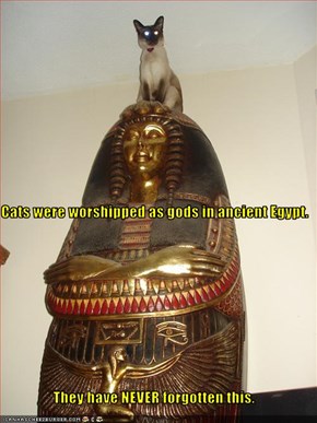 Cats were worshipped as gods in ancient Egypt. They have NEVER forgotten this.