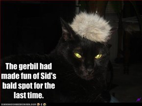 The gerbil had made fun of Sid's bald spot for the last time.