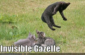 Invisible Gazelle