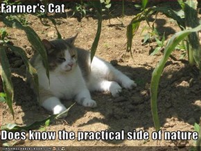 Farmer's Cat   Does know the practical side of nature