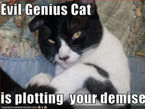 Evil Genius Cat  is plotting  your demise
