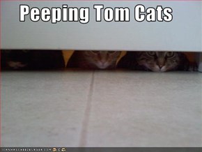 Peeping Tom Cats