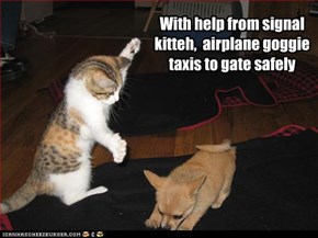 signal kitteh