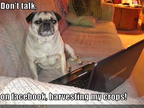 Don't talk,  on facebook, harvesting my crops!