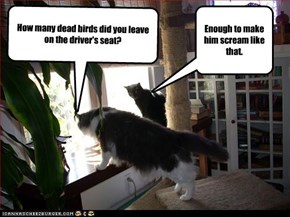 How many dead birds did you leave on the driver's seat?