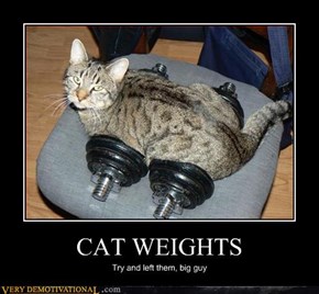Damn Cat Weights