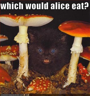 which would alice eat?