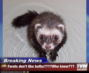 Breaking News - Ferets don't like baths????Who knew???