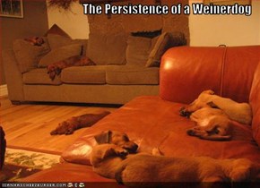 The Persistence of a Weinerdog