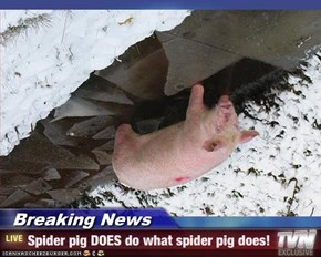 Breaking News - Spider pig DOES do what spider pig does!
