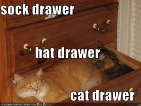 sock drawer hat drawer cat drawer