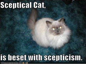 Sceptical Cat,  is beset with scepticism.