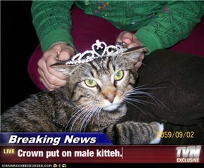 Breaking News - Crown put on male kitteh.