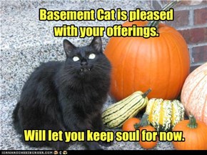 Basement Cat is pleased  with your offerings.