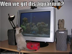 Wen we git dis aquarium?