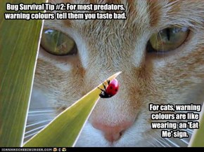 Bug Survival Tip #2: For most predators, warning colours  tell them you taste bad.