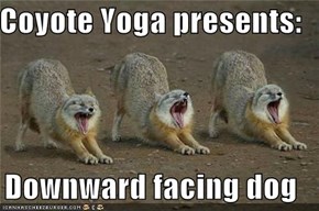 Coyote Yoga presents:  Downward facing dog