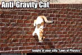 Anti-Gravity Cat