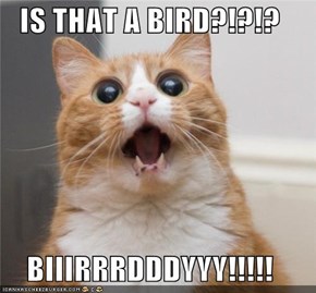 IS THAT A BIRD?!?!?  BIIIRRRDDDYYY!!!!!