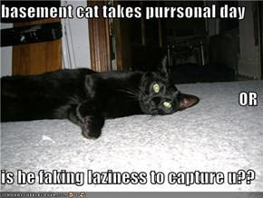 basement cat takes purrsonal day OR is he faking laziness to capture u??