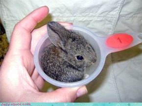 Bunday: A Cup of Bunny Please