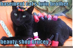 basement cat's twin brother,  beauty-shop brucey