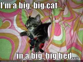 I'm a big, big cat  in a big, big bed....